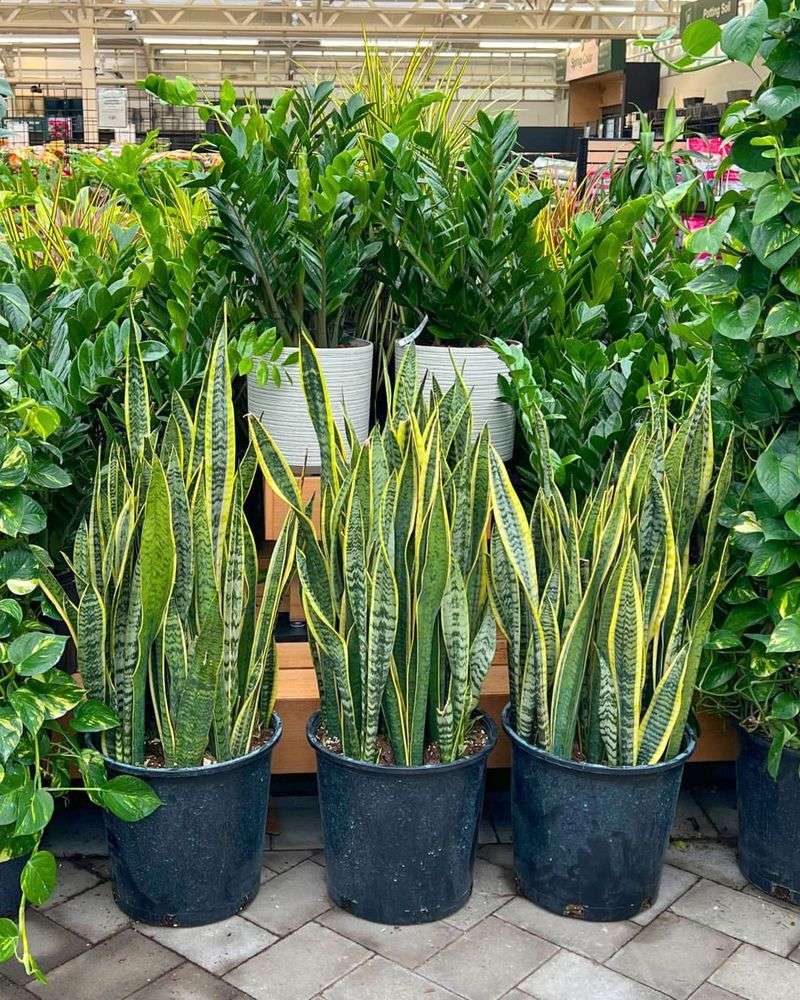 Snake Plant