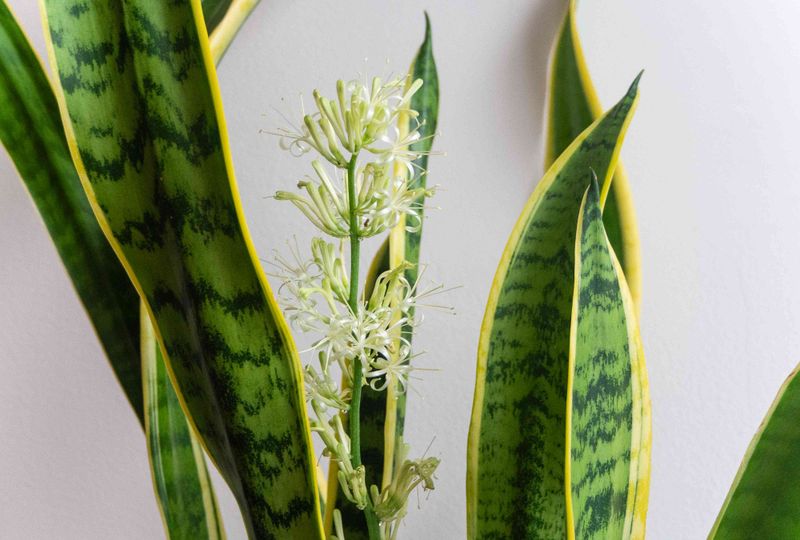 Snake Plant