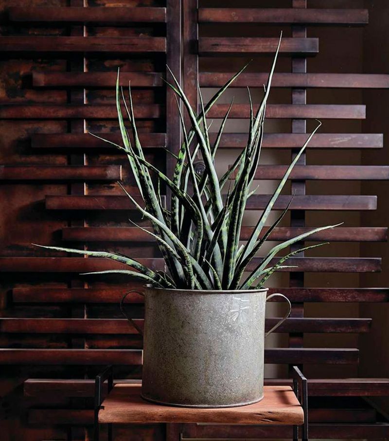 Snake Plant