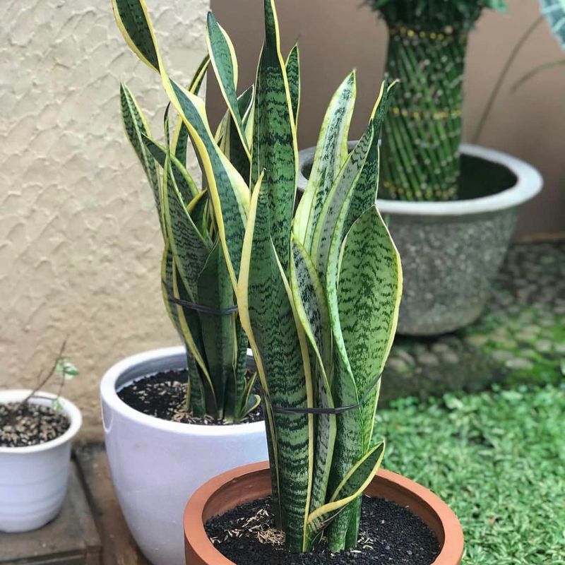 Snake Plant