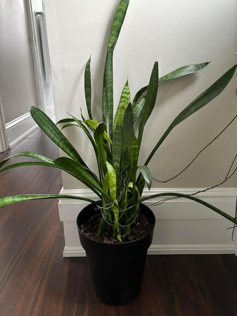 Snake Plant