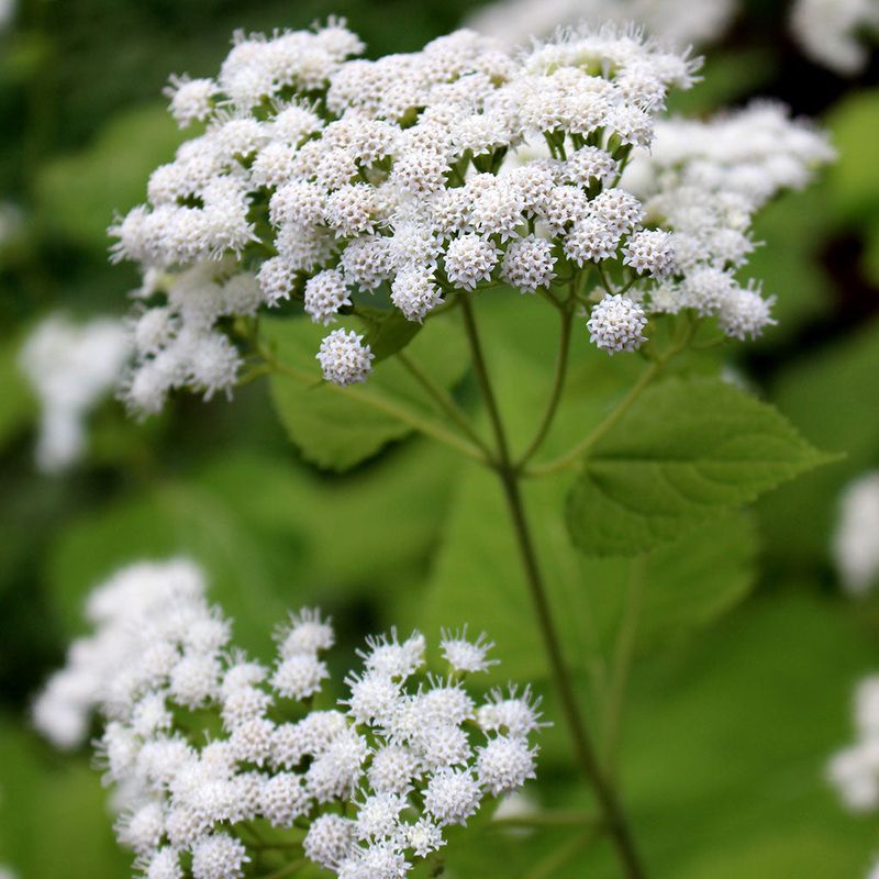 Snakeroot