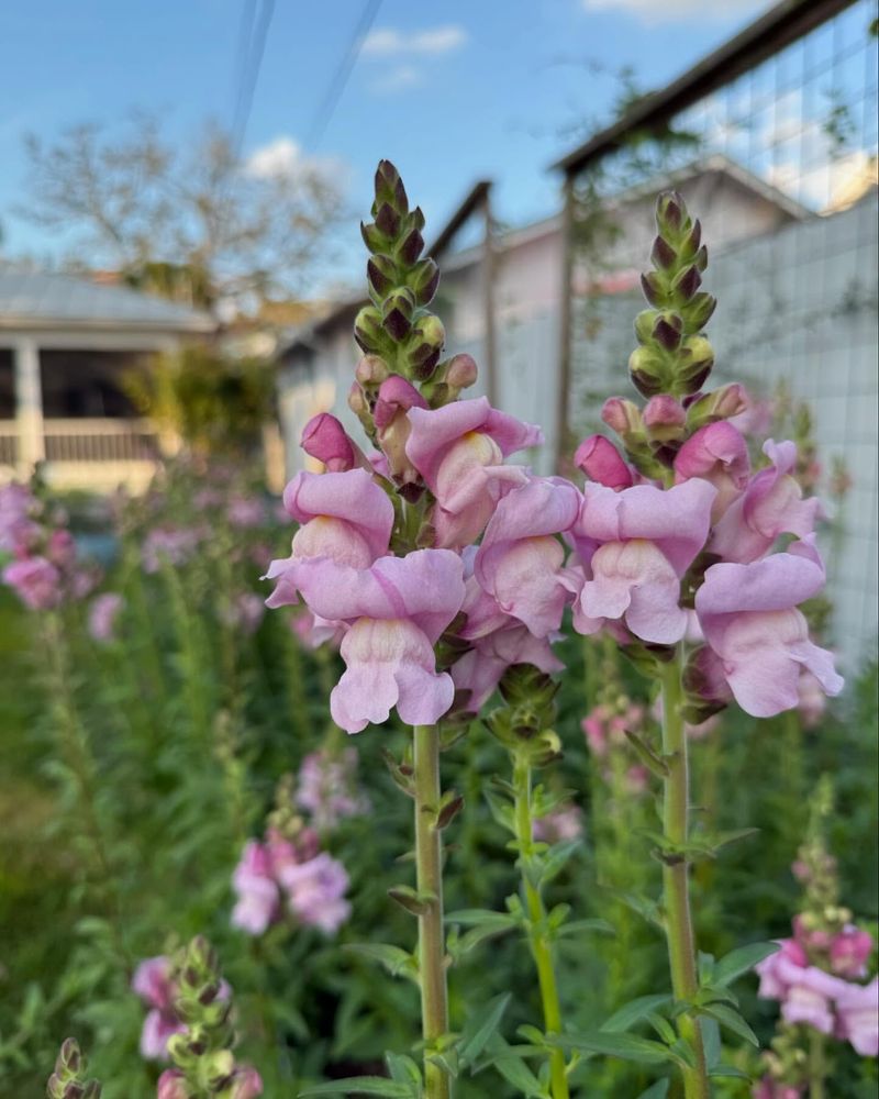 Snapdragon