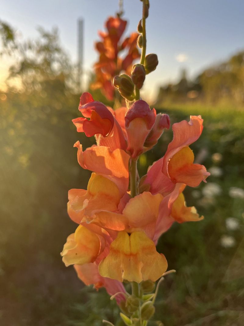 Snapdragon