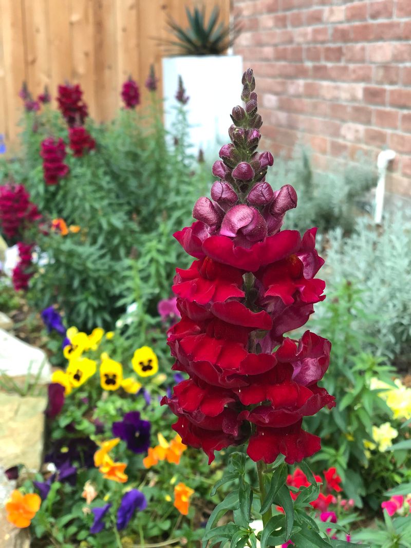 Snapdragon