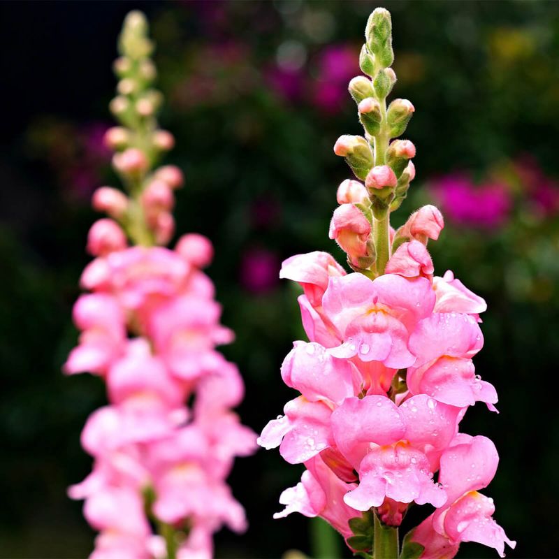 Snapdragon