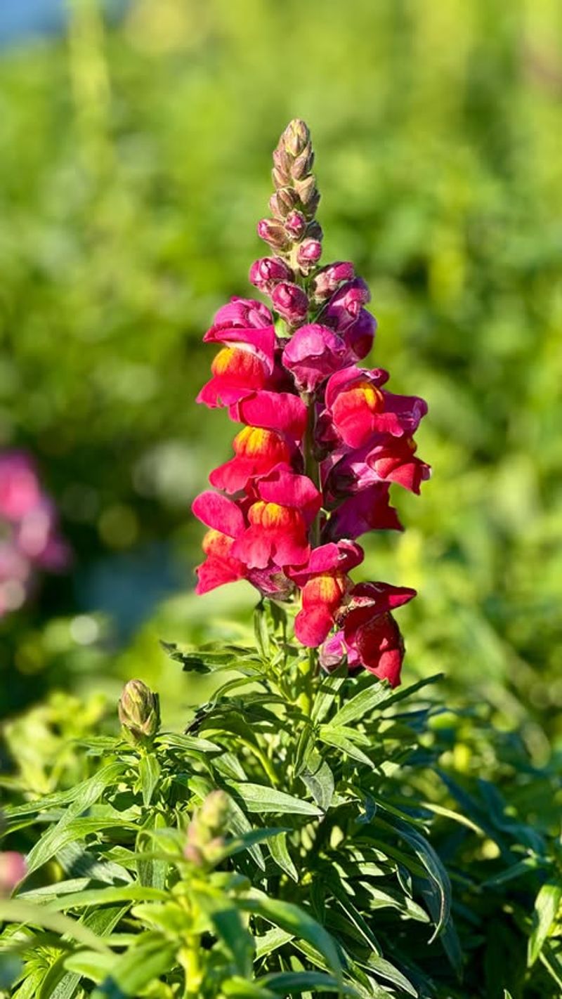 Snapdragon