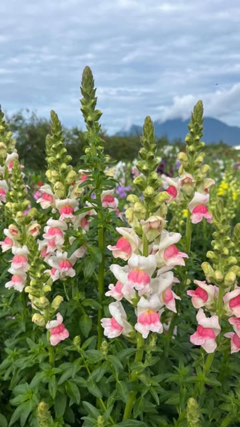 Snapdragon