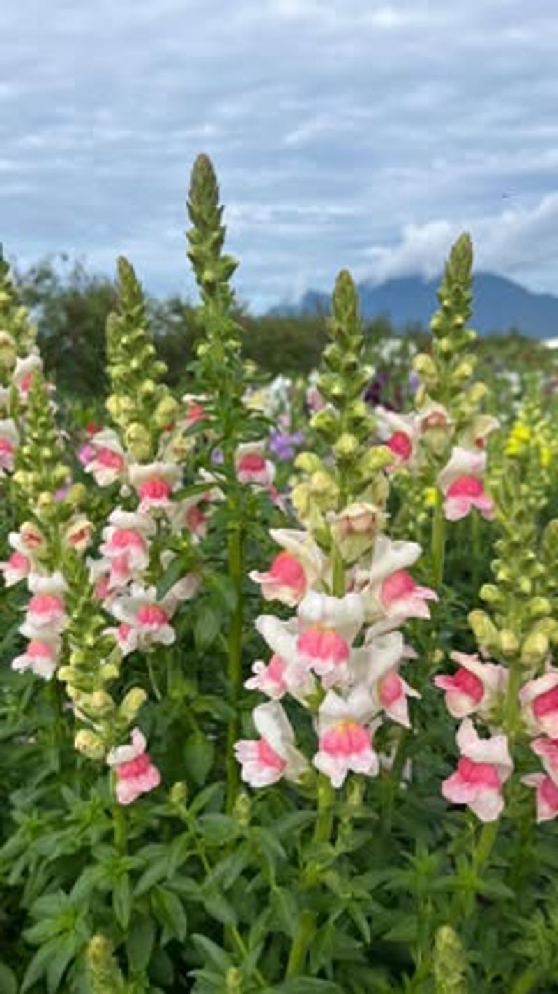 Snapdragon