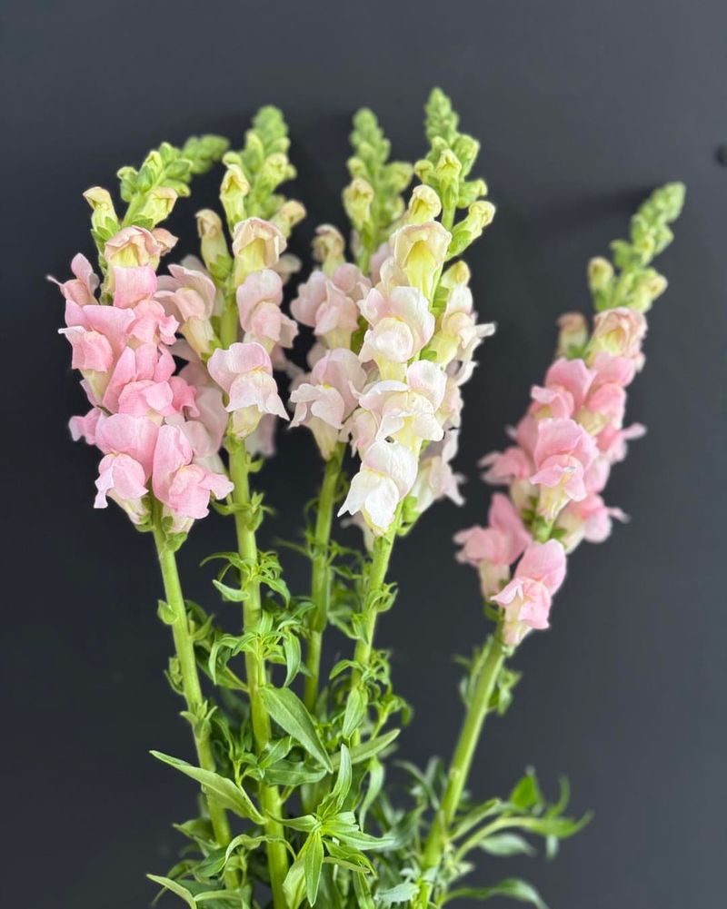 Snapdragon