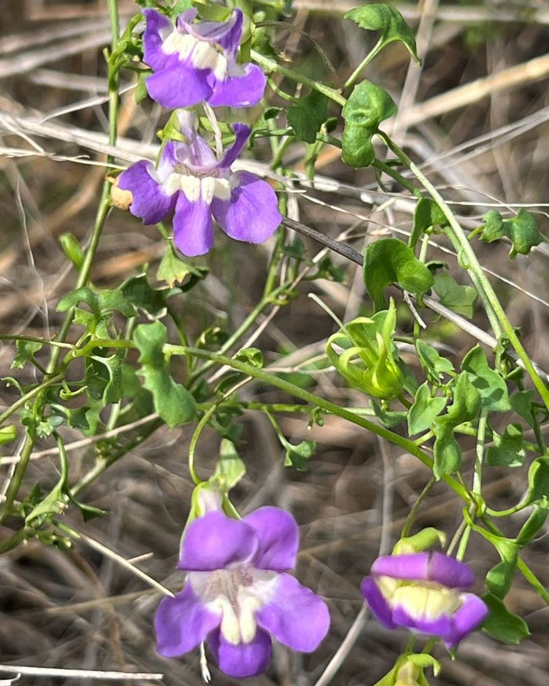 Snapdragon Vine