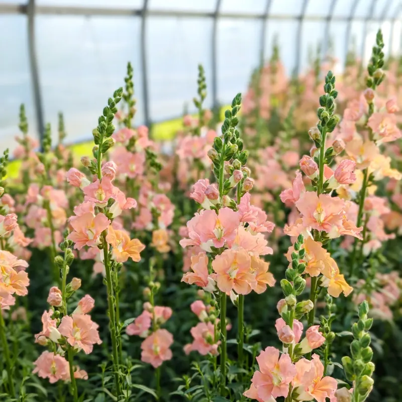 Snapdragons