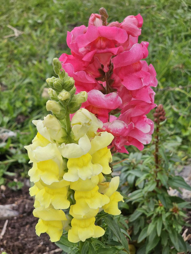 Snapdragons