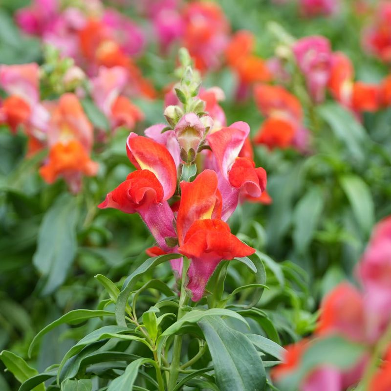 Snapdragons