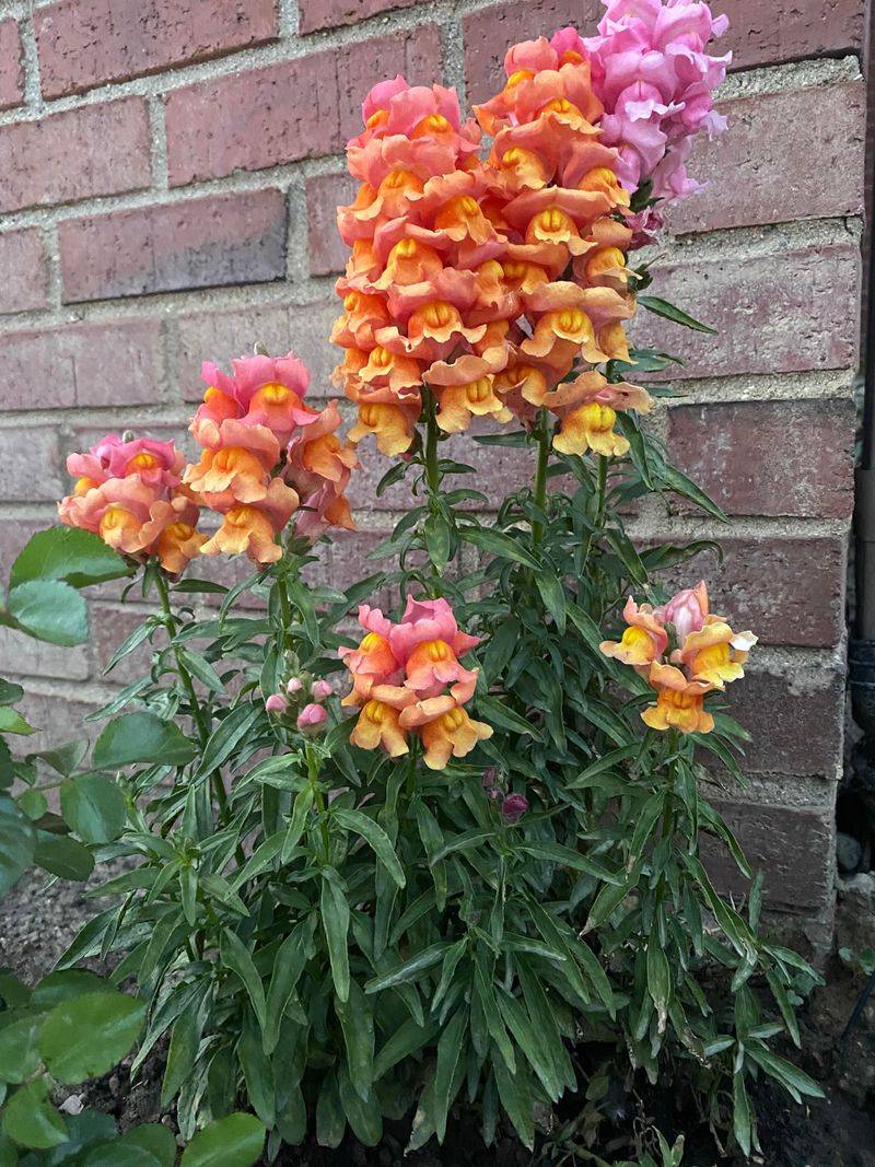 Snapdragons