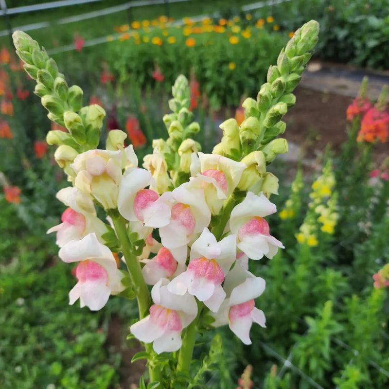 Snapdragons