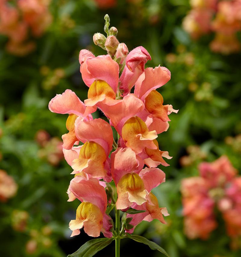 Snapdragons