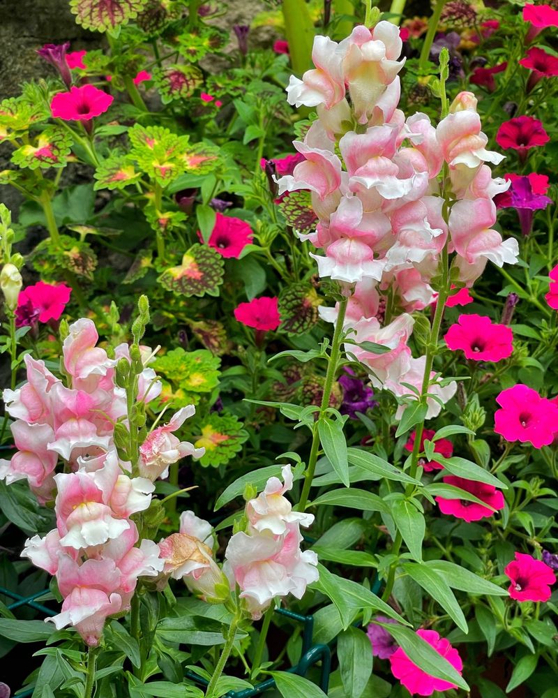 Snapdragons