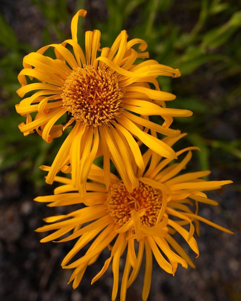 Sneezeweed