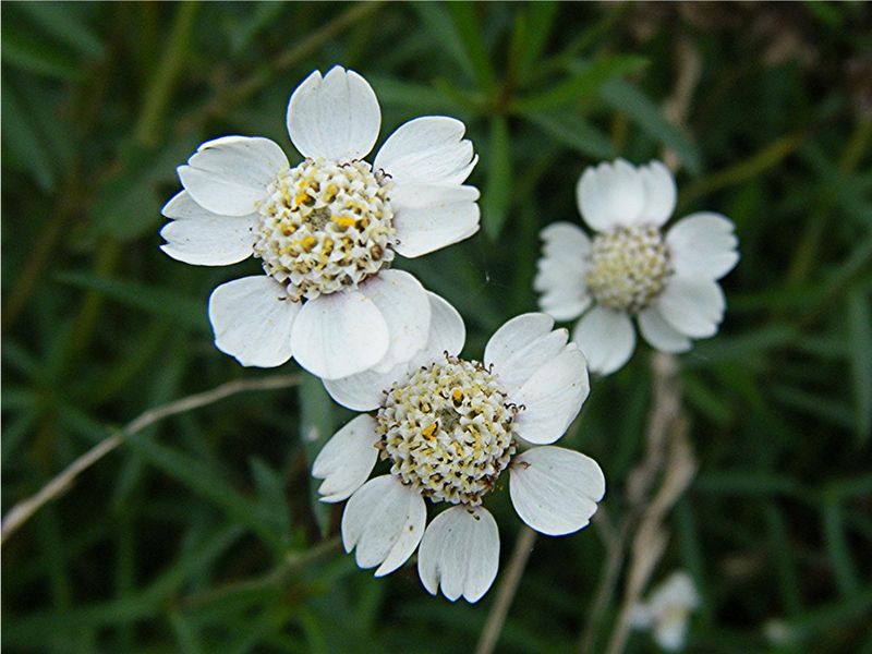 Sneezewort