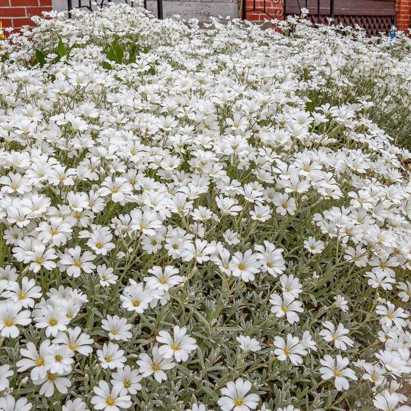 Snow-In-Summer