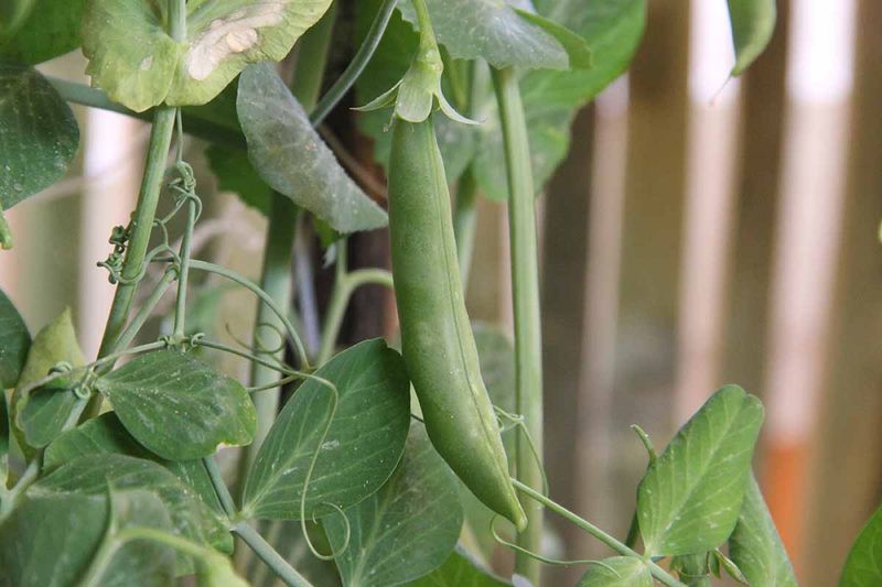 Snow Peas