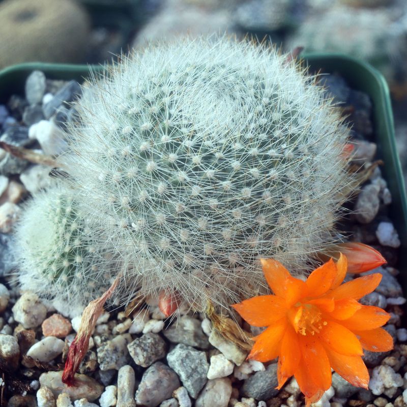 Snowball Cactus