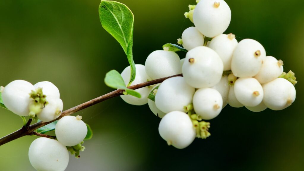 snowberry shrub
