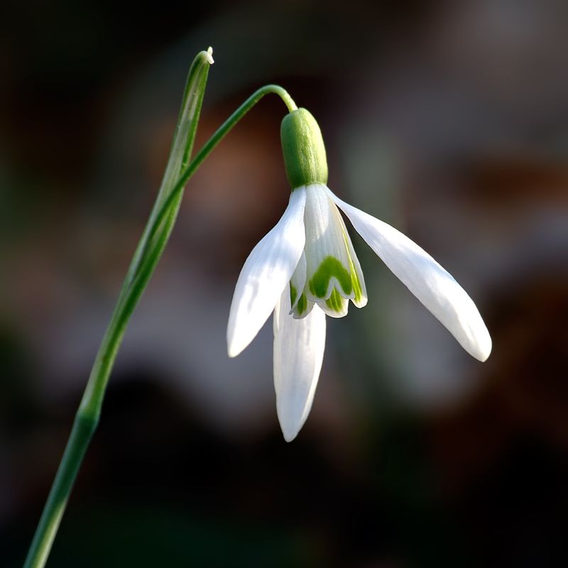 Snowdrop