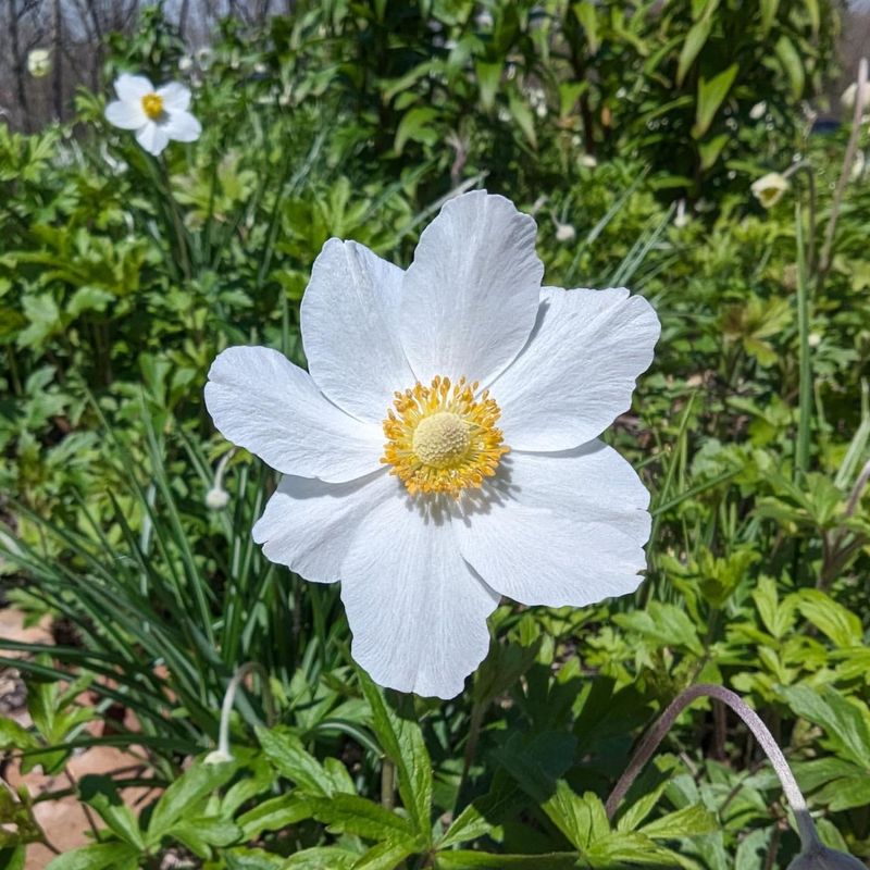 Snowdrop Anemone