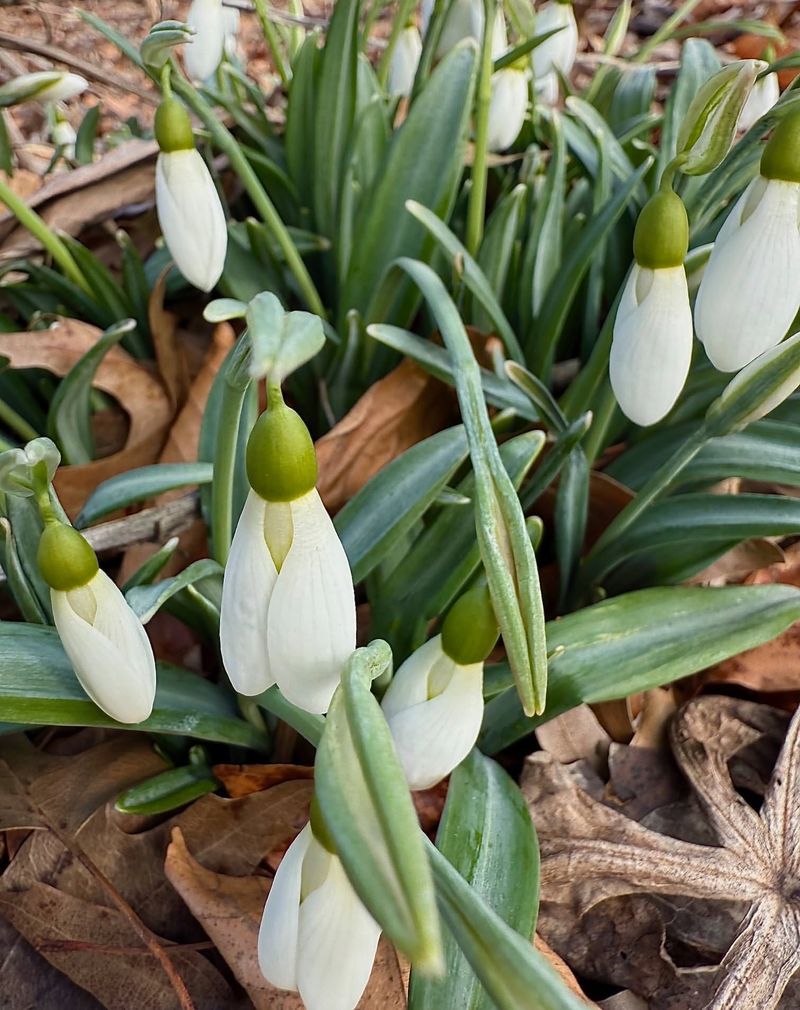 Snowdrop