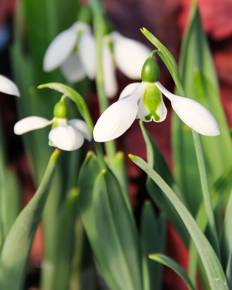 Snowdrops