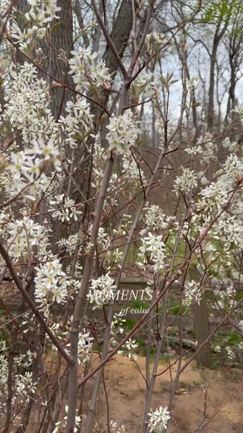 Snowy Mespilus