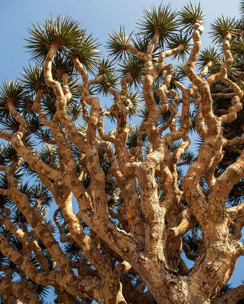 Socotra Fig Tree