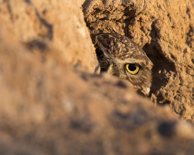 Soil's Influence on Habitat Creation