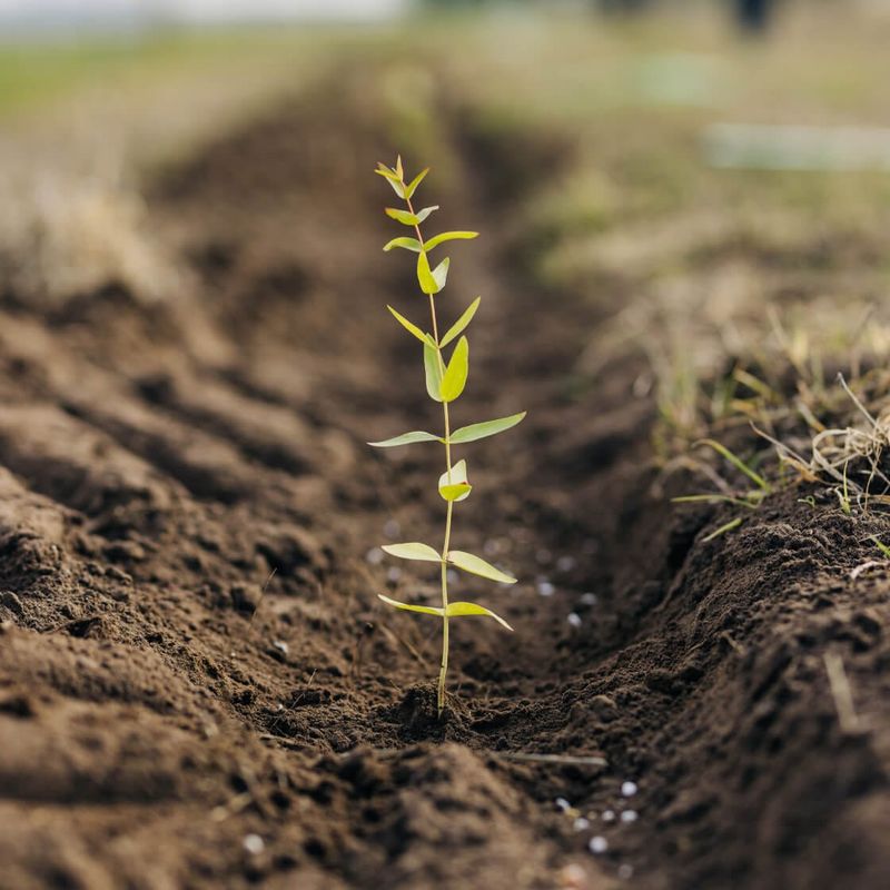 Soil Biodiversity's Impact