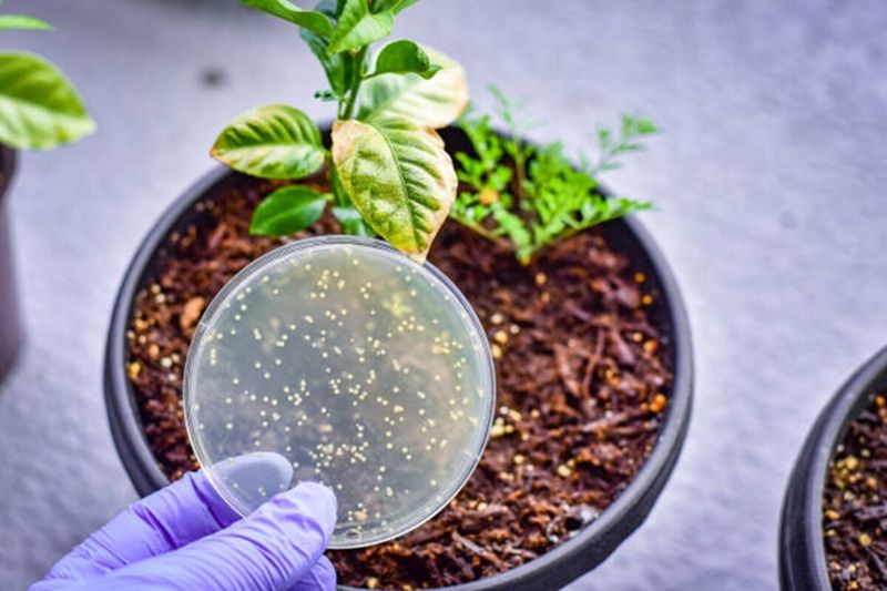 Soil Microbes and Plant Health