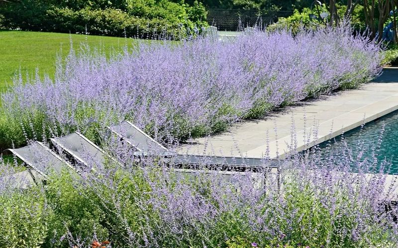 Lavender Edging