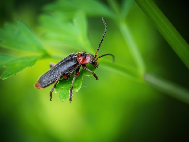 Soldier Beetle