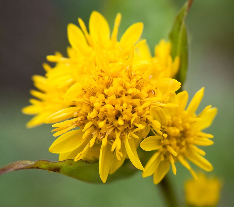 Solidago