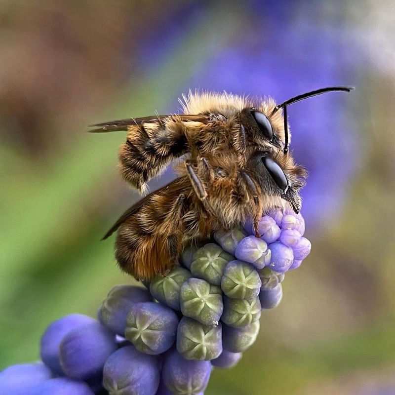 Solitary Bees