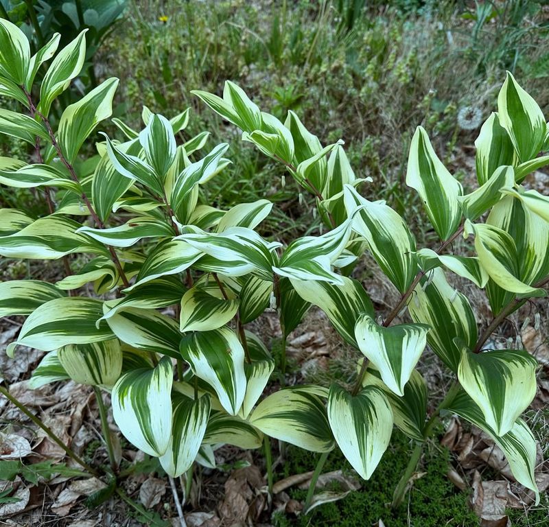 Solomon's Seal