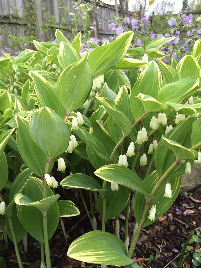 Solomon's Seal