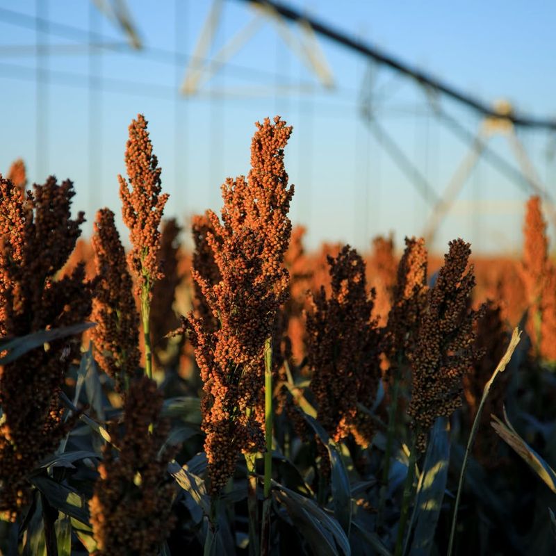 Sorghum