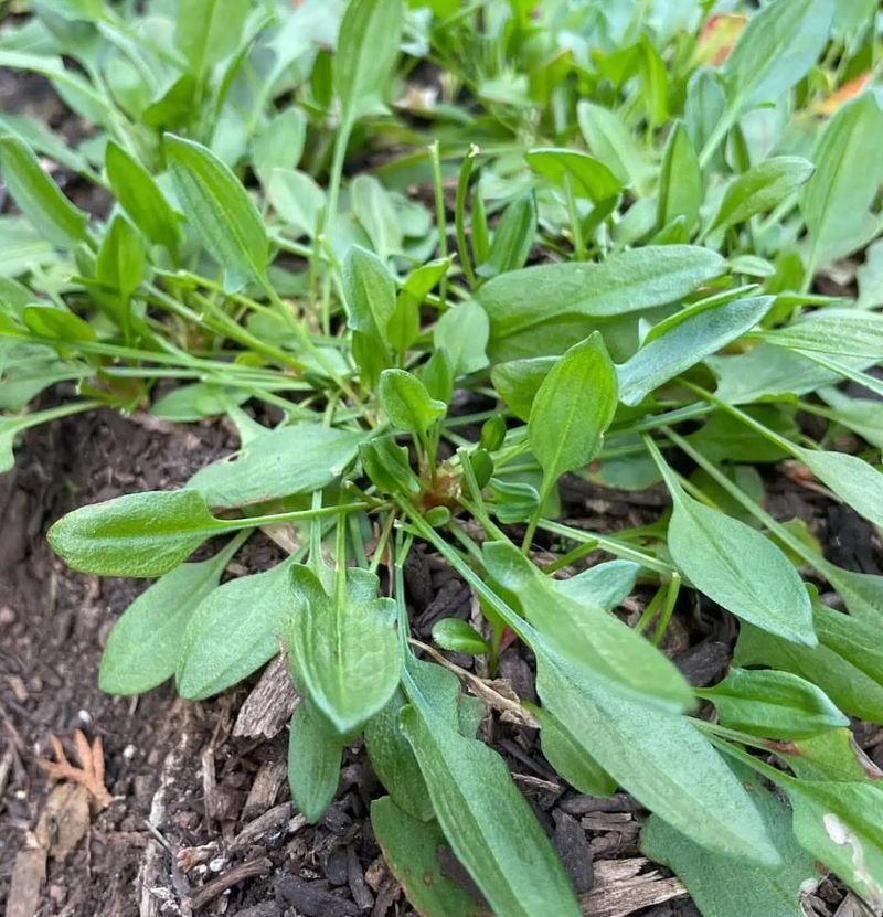 Sorrel (Rumex)