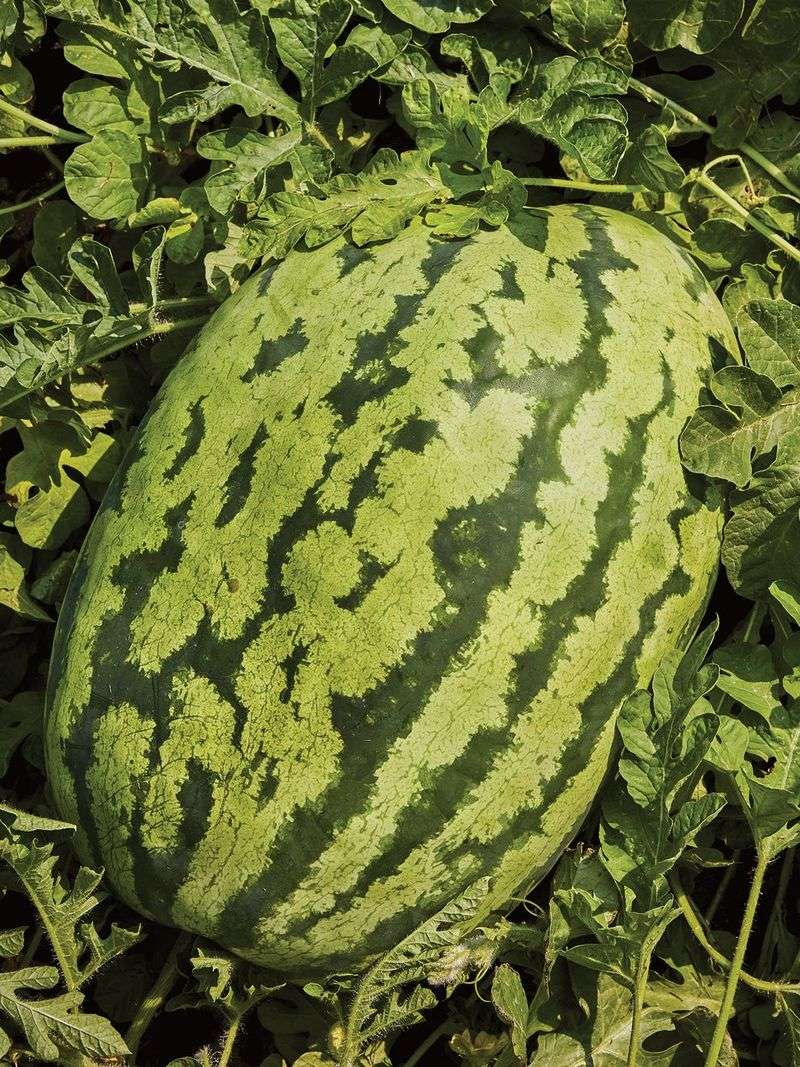 South Carolina's Gigantic Melon