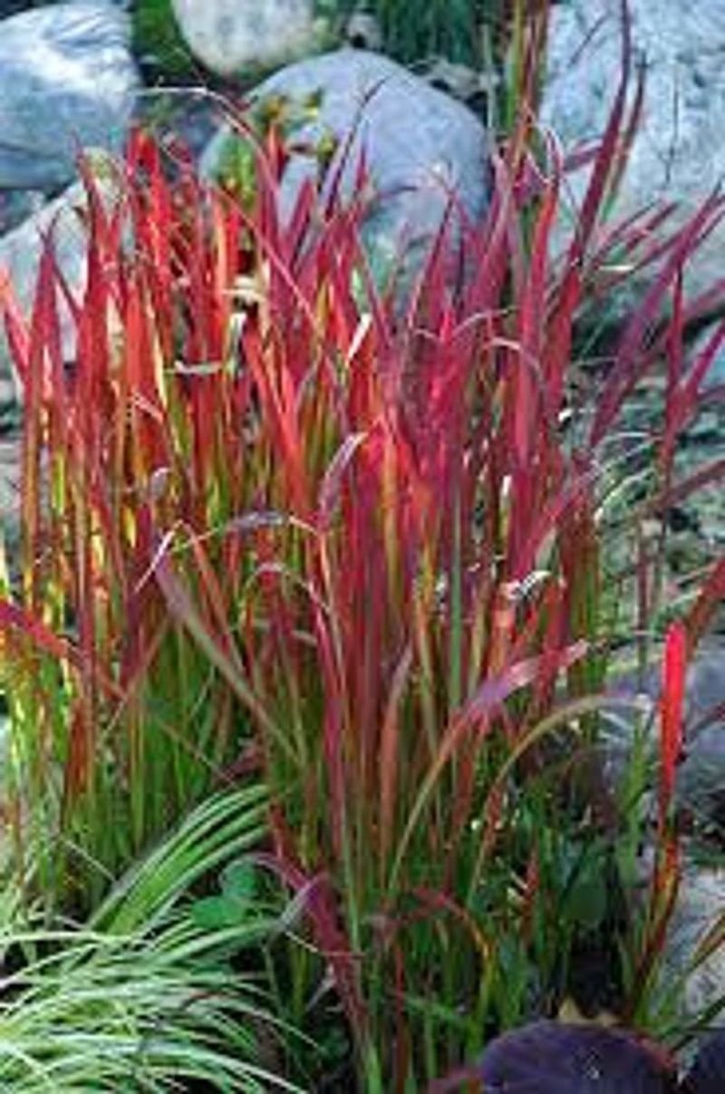 South Carolina: Cogongrass