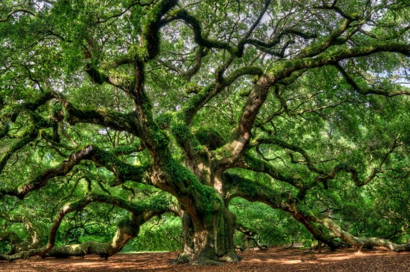 South Carolina's Arboreal Giant