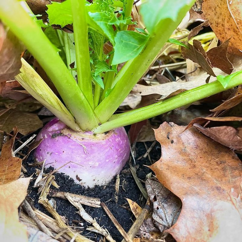 South Dakota's Large Turnip