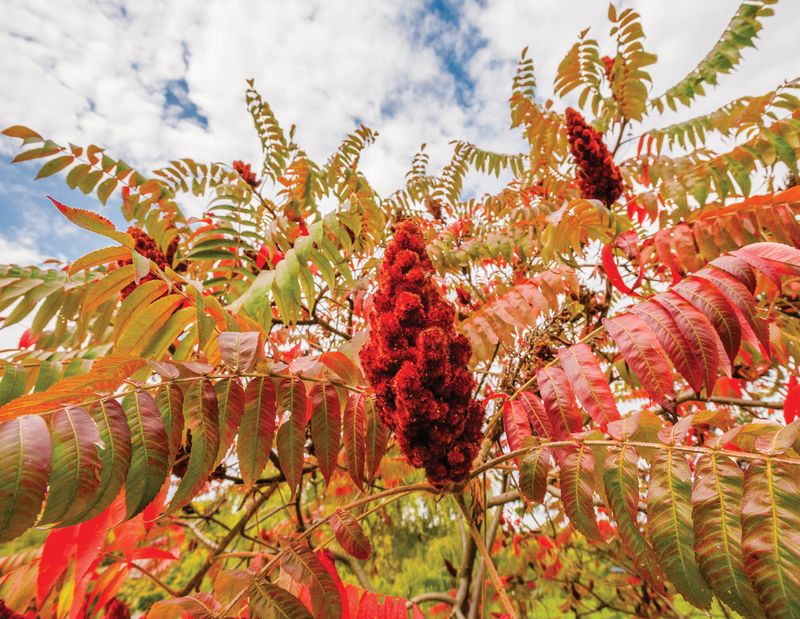 South Dakota Sumac